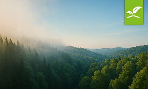 CO2-Fußabruck reduzieren